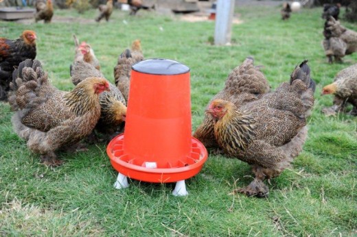 Poultry Poultry Small Animal Supa Aquatic Supplies Ltd